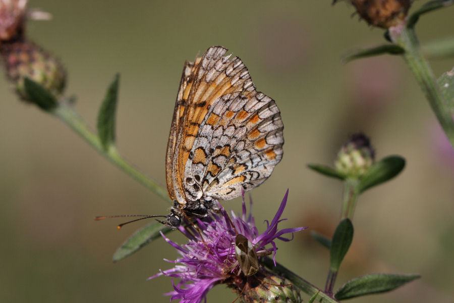 Quali Melitaea?